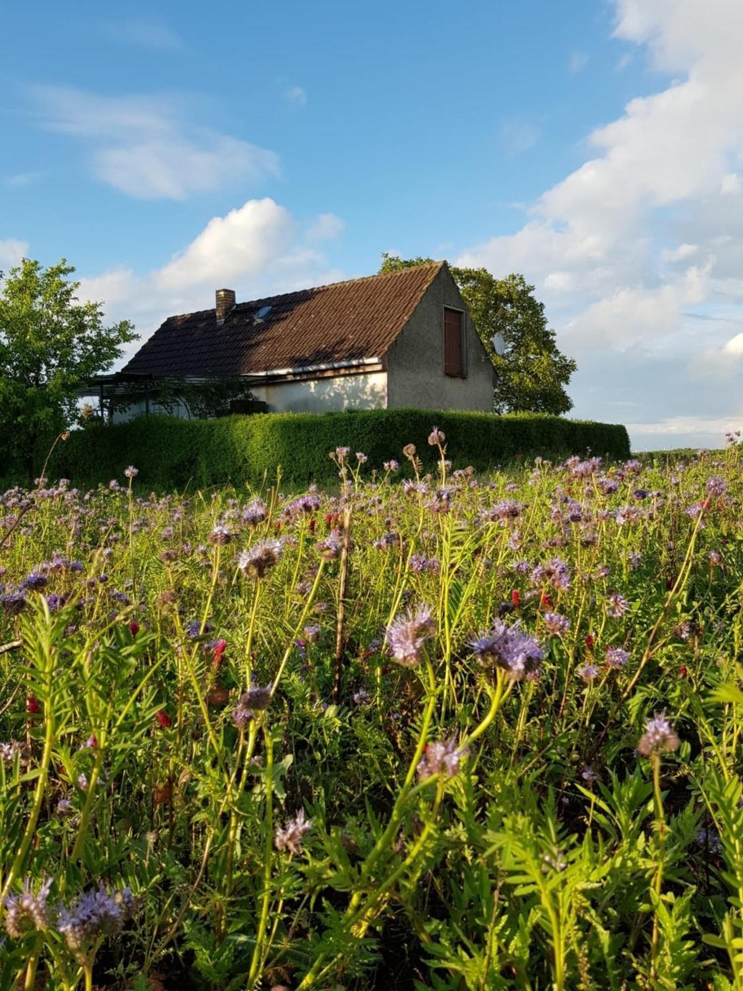 Ferienhaus Gransee unmittelbar am Stechlinsee - Radweg Exterior foto